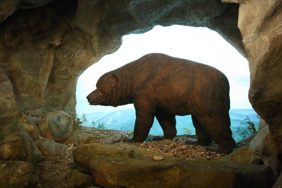 https://www.thoughtco.com/facts-about-the-cave-bear-1093335