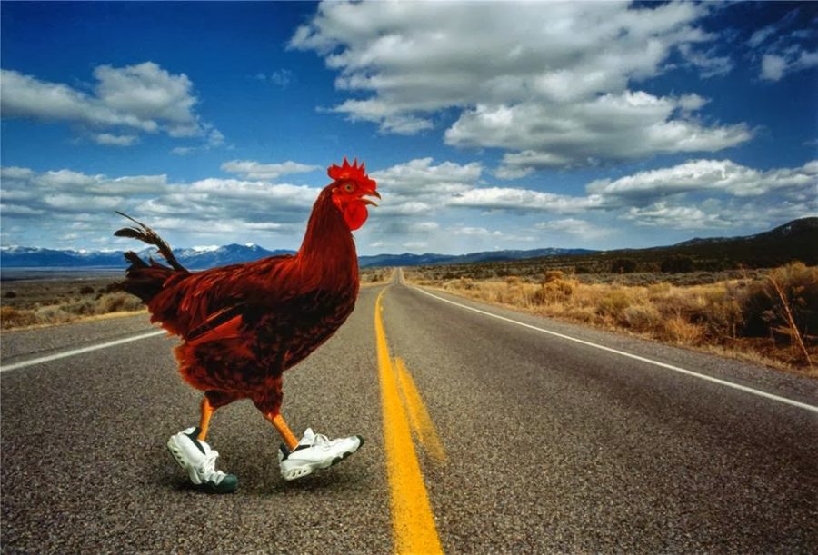 Ask Tristan: Why Did the Chicken Cross the Road?