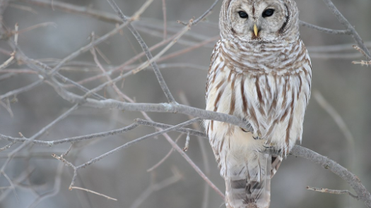 Barrel Owl