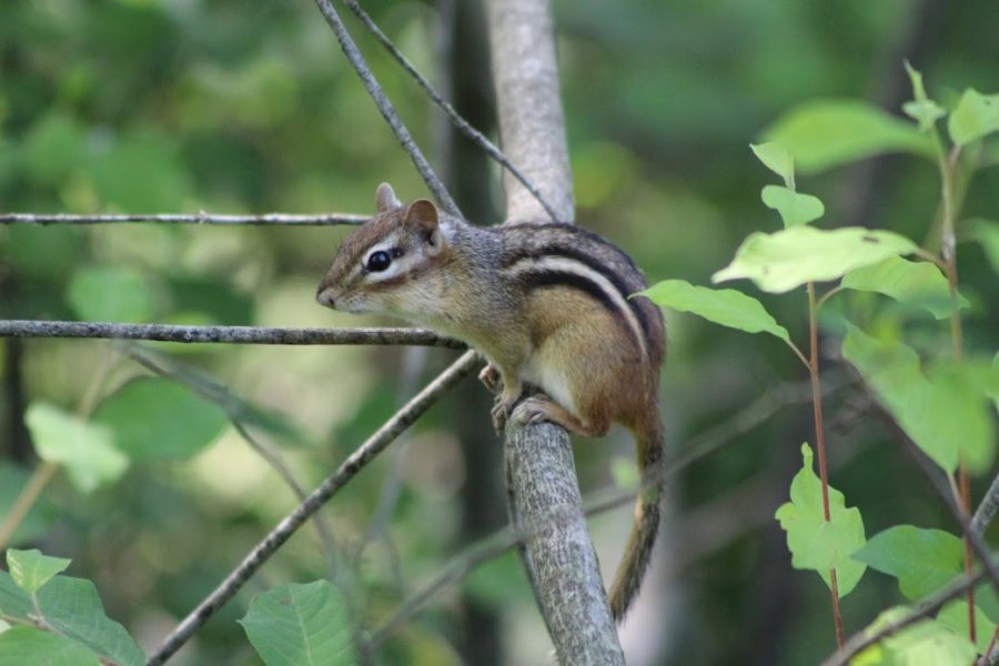 The Eastern Chipmunk is on the Move this Time of Year