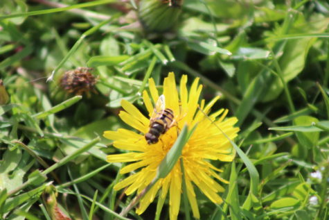 A hoverfly on a dandelion.